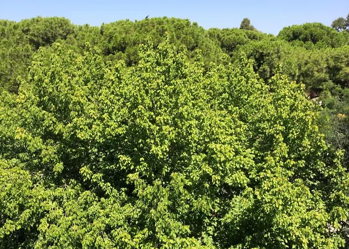 Renovated Modern House With Culture Park View Appartement